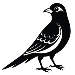 Black and White Bird Illustration Detailed Feather Pattern Perched with Sharp Talons and Distinct Eye Markings