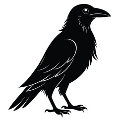 Silhouette of a Standing Raven with Detailed Feathers Black and White Depiction