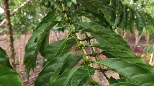 Stems of coffee plants
