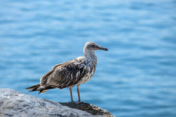 A young seagull standing on a rock by the sea.