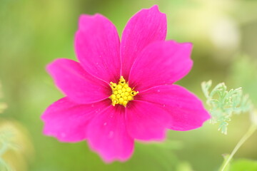 pink cosmos flower