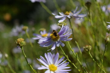 Obraz premium Ape su fiore in un giardino urbano – un impollinatore in città grazie alla tutela della biodiversità