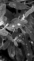 Leaves covered with water droplets, captured in black and white