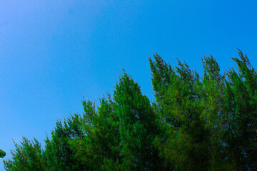 Low angle view of vibrant green pine tree branches against a clear blue sky. Evokes nature, tranquility, and fresh air. Ideal for outdoor and peaceful themes.