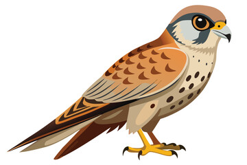 Detailed Illustration of an American Kestrel Bird with Brown, Tan, and Black Markings