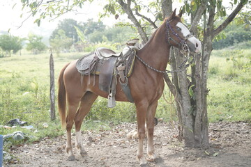Caballo Campo Comalcalco Tabasco 