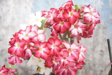 flores rosa del desierto comalcalcao tabasco jardín