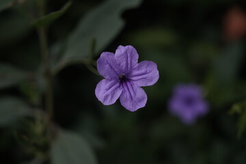 flor morada comalcalco tabasco silvestre