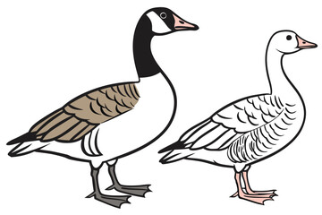 Canada Goose and Domestic Goose Vector Illustration Detailed Bird Artwork