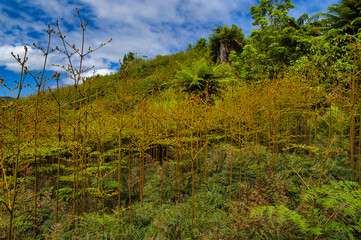 Dense field of bracken (Pteridium) colonising a former meadow in New Zealand
