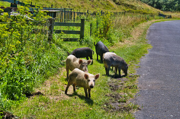 Foraging pigs at the side of a rural road on North Island, New Zealand

