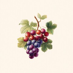 Obraz premium Detailed illustration of a bunch of grapes (1)