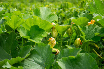 Lush green squash plants display vibrant yellow flowers and potential fruit, thriving in a sunny...