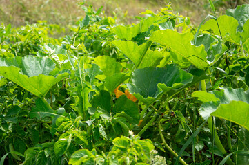 Vibrant green pumpkin plants flourish in a sunny field, showcasing their large leaves and hidden...