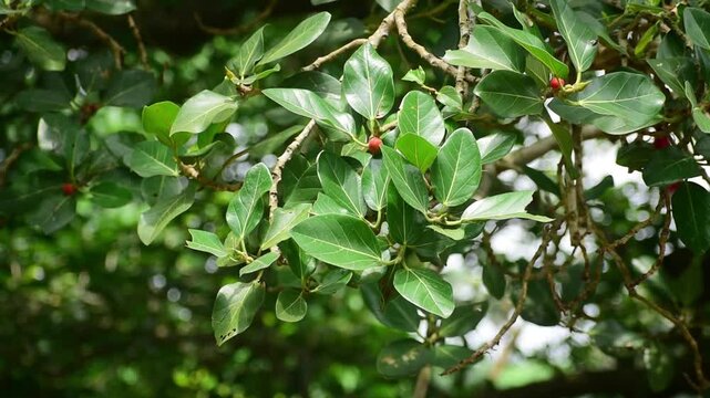 Banyan tree leaves closeup. Ficus benghalensis tree leaves and fruit.