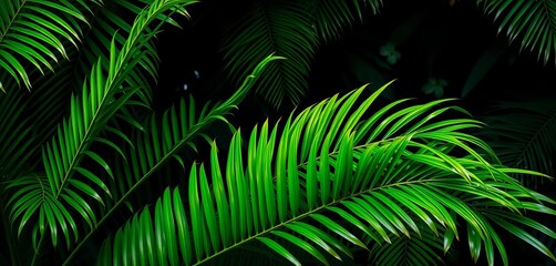 Lush green palm leaves against a dark, shadowy jungle backdrop,  plants,  dark background
