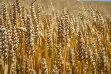 Wheat stalks stand tall and golden in expansive fields, illuminated by bright sunlight and...