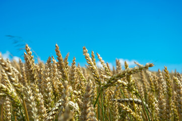 Golden stalks of wheat sway in a gentle breeze under a bright blue sky, capturing the essence of late summer harvest season