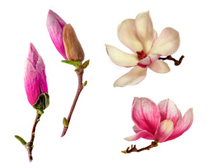 Magnolia buds close-up on transparent background.