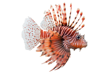 Red Lionfish Isolated on White Background PNG