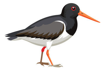 Elegant Oystercatcher Bird Illustration Standing Tall A Detailed and Colorful Depiction of Nature's Beauty and Avian Wildlife