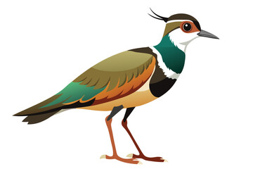 Vibrant Northern Lapwing Illustration Detailed Plumage and Distinctive Crest Showcasing Ornithological Artistry of a European Bird