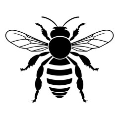 Top View Honey Bee Insect Vector Illustration