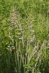 Holcus lanatus or yorkshire fog field grass in sunshine