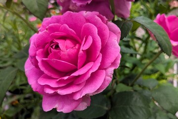 Pink rose flower close up