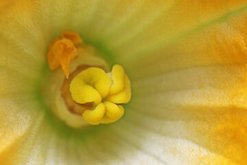 Courgette flower on a plant	
