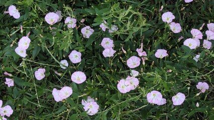 Pink flowers of wild bindweed against green background