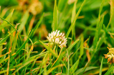White clover flower blooming in green grass close-up