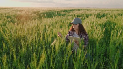 farmer with a tablet in his hands works in a field with green wheat, agriculture, transfer data online, produce bread on farm plantations, grow grain crops on land field of soil, agronomist business.