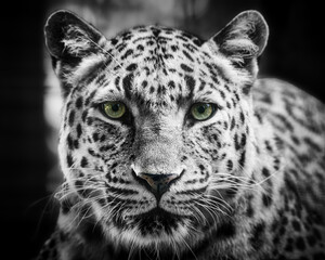 close up of leopard