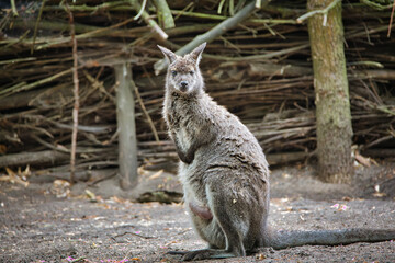 kangaroo in the zoo