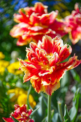 Close up of a Gold Dust tulip