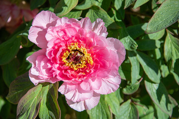 View from above of a pink peony with open petals, sepals and pollen