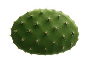 Prickly pear cactus pad with flat, oval shape and scattered spines