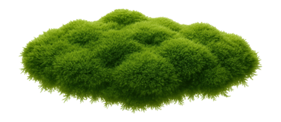 Moss clump with a dense, velvety texture and bright green color
