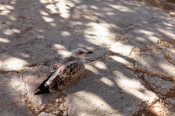 A young seagull rests quietly on a cracked pavement, bathed in dappled sunlight and framed by soft shadows.