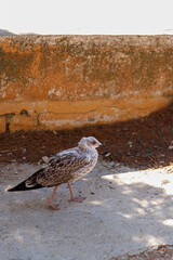 A juvenile gull walks confidently along a textured concrete wall, highlighted by warm light and natural shadow patterns.