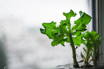 Close up view of vibrant green lettuce seedlings in a clear plastic container, positioned by a rain...