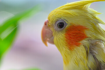 Close up profile view of a yellow cockatiel with orange cheek patches, wet feathers, and a blurred green leaf in the background.