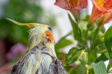 Close up of a wet yellow and gray cockatiel next to orange alstroemeria flowers, soft lighting,...