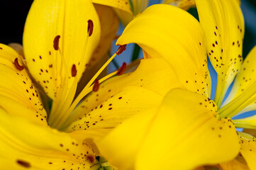Close up view of vibrant yellow lilies with dark brown spots, petals exhibiting a smooth texture,...