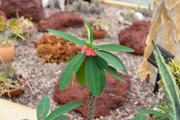 鮮やかなハナキリンの花 ― 独特なフォルムと色彩が映える多肉植物の美しさ｜Vivid Crown of Thorns Flowers – Unique Form and Colorful Beauty of a Succulent Plant	