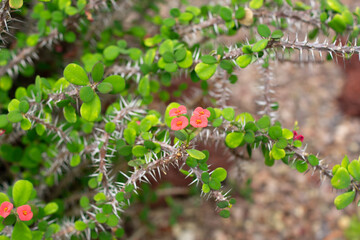 鮮やかなハナキリンの花 ― 独特なフォルムと色彩が映える多肉植物の美しさ｜Vivid Crown of Thorns Flowers – Unique Form and Colorful Beauty of a Succulent Plant	
