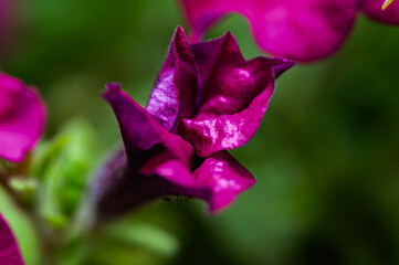 Close up view of a vibrant purple flower with a bokeh background, showcasing the intricate details...