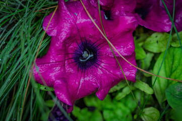 Close up view of a vibrant magenta petunia flower with dark purple center, glistening with water...