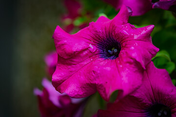 Close up view of vibrant magenta flowers with dark purple centers, glistening with water droplets....
